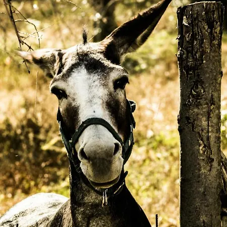 アパート I Montanari *