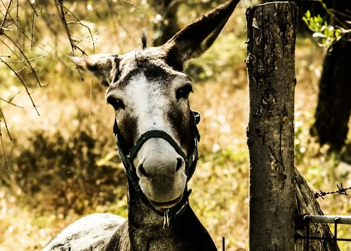 Apartman I Montanari *