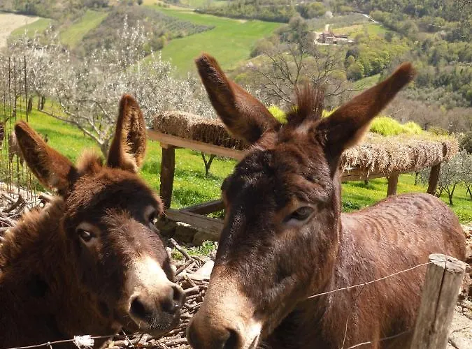 Apartmán I Montanari